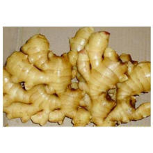 2014 Crop Chinese Fresh Ginger 150g and up